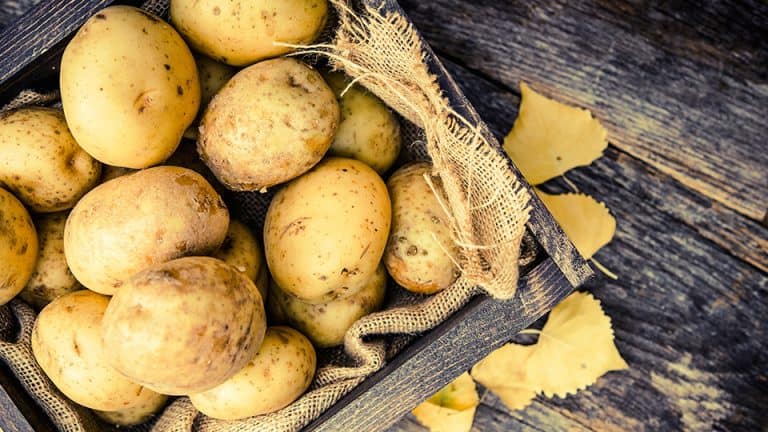 Tips Memilih Kentang yang Bagus dan Berkualitas