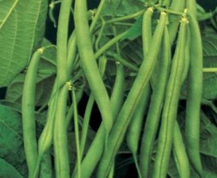 Resep Olahan Buncis dan Wortel