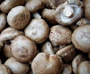 Resep Olahan Jamur Merang