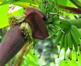 Resep Olahan Jantung Pisang untuk Menu Sehat dan Lezat