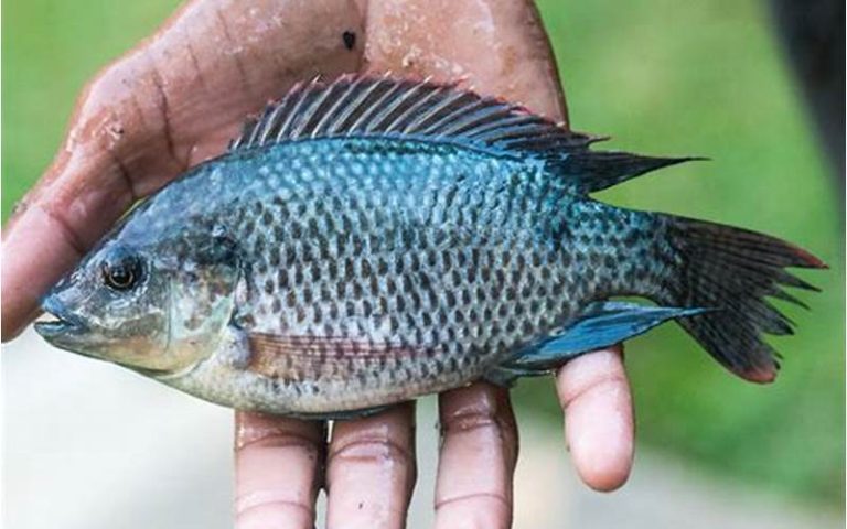 Resep Olahan Ikan Mujair