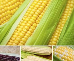 Resep Olahan Jagung Manis
