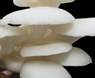 Resep Masak Jamur Tiram
