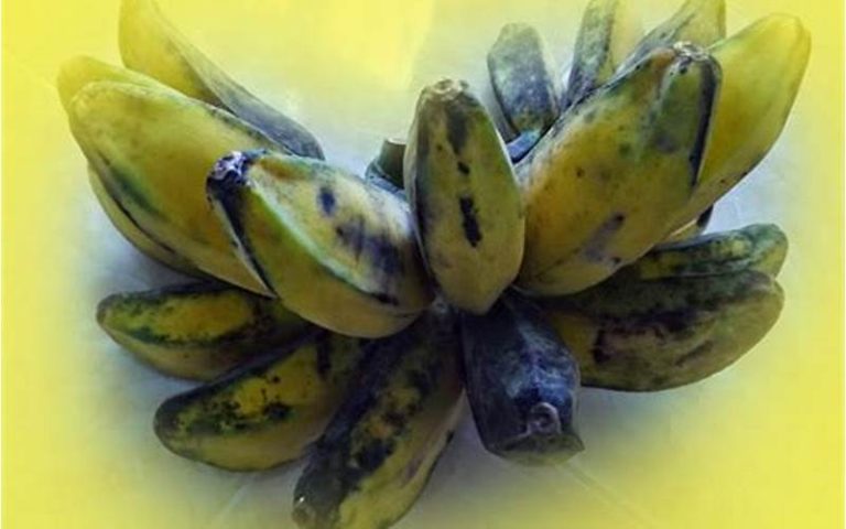 Resep Olahan Pisang Kepok Rebus