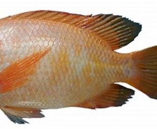 Gambar Ikan Nila