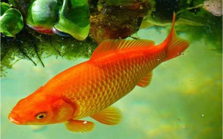Resep Ikan Asam Manis Sederhana