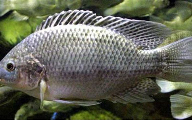 resep cobek ikan mujair khas sunda