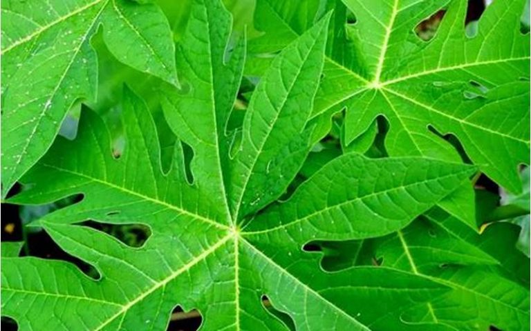 resep daun pepaya agar tidak pahit