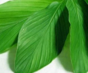 Daun Kunyit