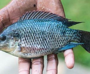Ikan Mujair